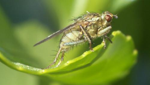 Scathophaga stercoraria